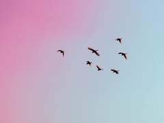 夢見るの心地 (前編) | in my dreams the skies and seas collide