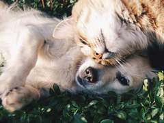 [단편] 어떤 개의 자식 추천 W.이제그만