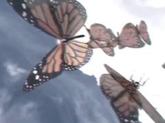 [ 레오이즈 ] 나비연가