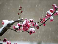 셜풍에 피쇼셔 - 1 -