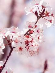 하이큐드림-[명문국제고에서벌어지는이야기]