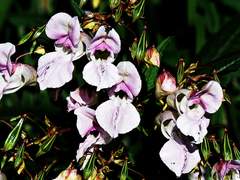 [정진] 새로 피어 上