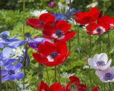 [ 츠카이즈 ] 아네모네가 피는 날 上