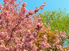 [봄의 끝] 외 1 - 20 김나연