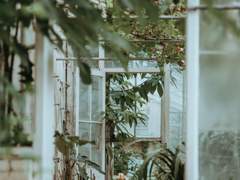 온실 속 검은 장미 봉오리