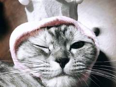 고양이 초저퀄 무료전시회