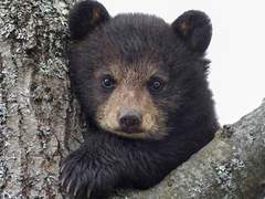 대장대장! 왜 요즘은 곰돌이 나라에 오지 않는 거야?