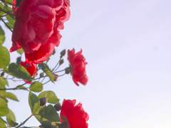 [여름의 시작] 외 2 - 20 이세영