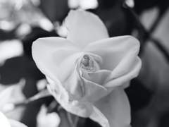 [시안솔피] 나는 정의를 좇았지만, 동시에 너의 언니였다.