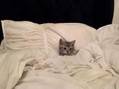 200607 나는 능이버섯