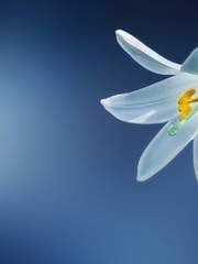 청춘백합치정 피아스코 [평안하신가요 여러분?] 후기