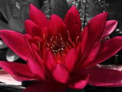 [희신강징] 紅花