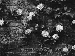 [MOR/모차르트오페라락] 종말의 정원 Le jardin de la fin