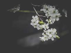 Multi multa, nemo omnia novit