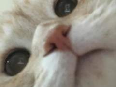 Everybody wants to be a cat!