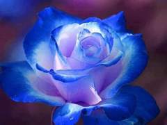 로즈데이 기이매니