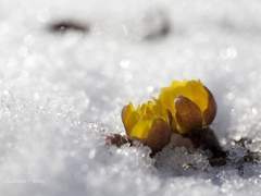 [겨울정원] 허상(虛像)