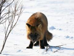 [체자헬가/하드스포] 눈 먼 장님의 이야기