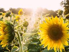 들장미들아 너희의 가시를 밤의 부드러운 목구멍에 꽂아 우리는 별과 죽음을 교환할 것이다