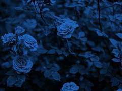 [ 츠구나가 아키토 / 26 ]