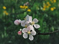 image sitting on the Background layer