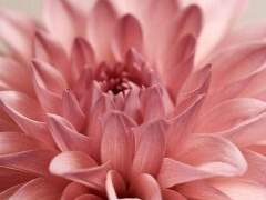 키스데이 기이매니