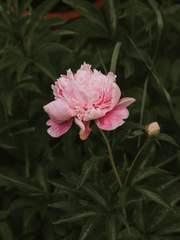 희신강징 - 여우비