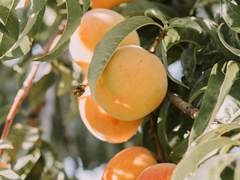 윤중청자/윤중구] 天桃