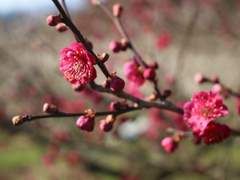 붉은 매화에 서리가 내려앉았음에
