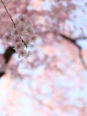 하얀 설원에 핀 검은 꽃