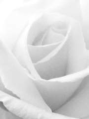 Quinrose: 아라비안즈 로스트