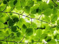 봄이었습니다, 꽃이 시들었어