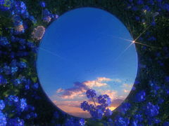 공조팝나무 Spiraea cantoniensis