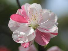 복숭아가 열리기까지