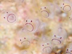 단 하나뿐인 태양에게