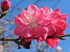 [망기무선] 앞마당 복숭아 上