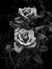 화개살 (華蓋煞)