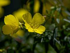 [히나른] 달맞이 꽃 :: 01~05