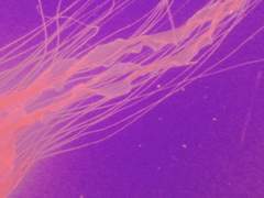 [백업] 아쿠아리움