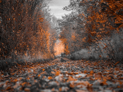 反水不收(반수불수)-00