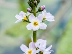 슈지씨 마음의 정원 타로