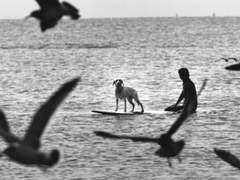 개들이 더이상 죽지 않던 날 (1)