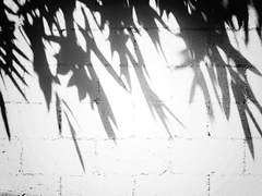 [임검임(소백검마소백)] <이름없는 땅> 통신판매 안내