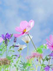 Rania Edeline Venters