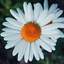 데이지
