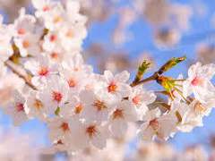 [범무사필] 꽃망울