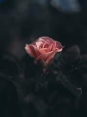 [셜존]Aesthetics of Love (season 1)