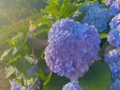 리틀 포레스트 : 여섯 그루