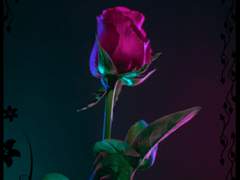 Poor Witch's Eye {1}