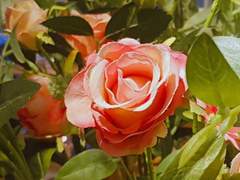 彬歲仰:빛나는 태양을 우러르다.